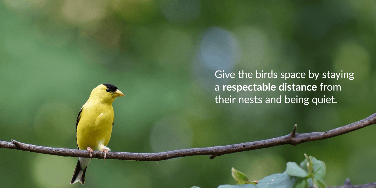 Give the birds safe by staying a respectable distance from their nests and being quiet.