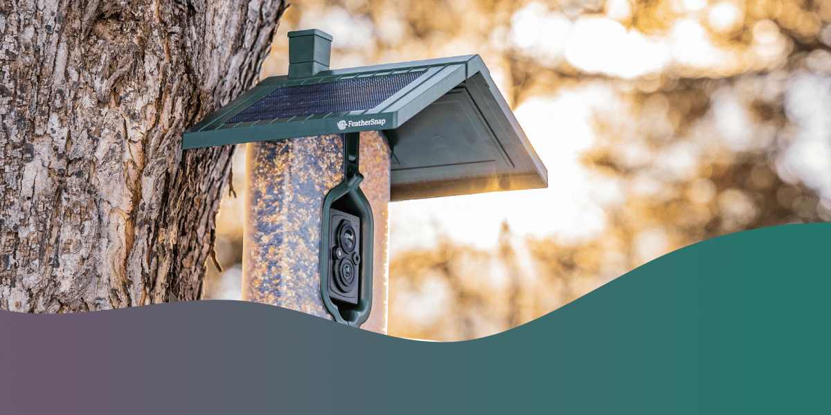 Benefits of Bird Feeders