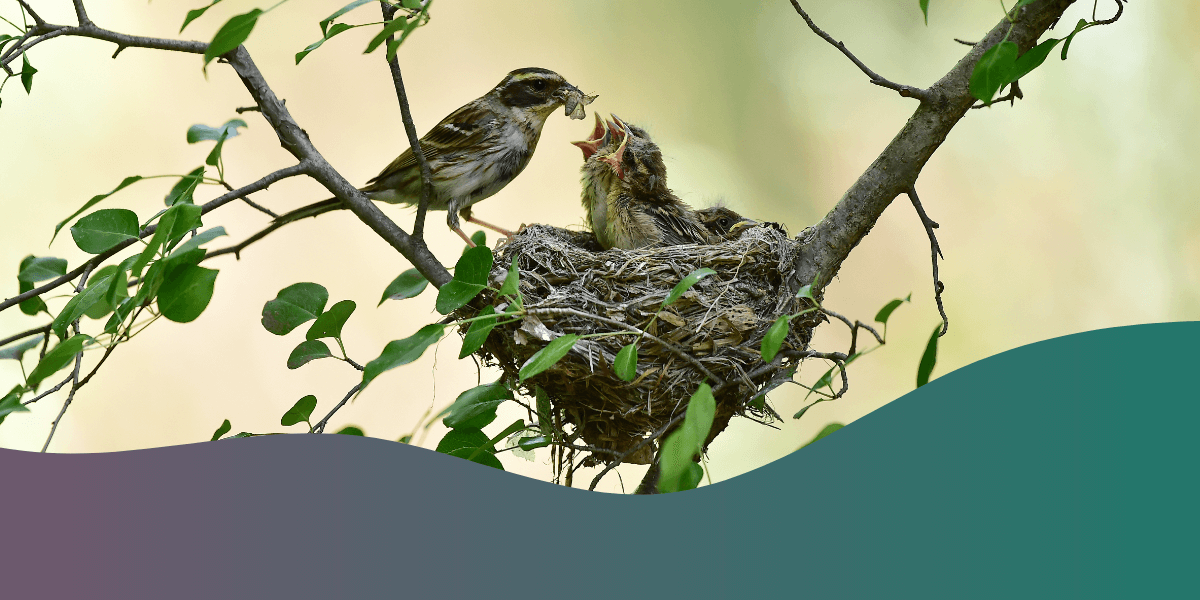 Exploring the diverse nests of different bird species