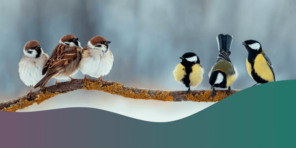 Answering curious questions about birds