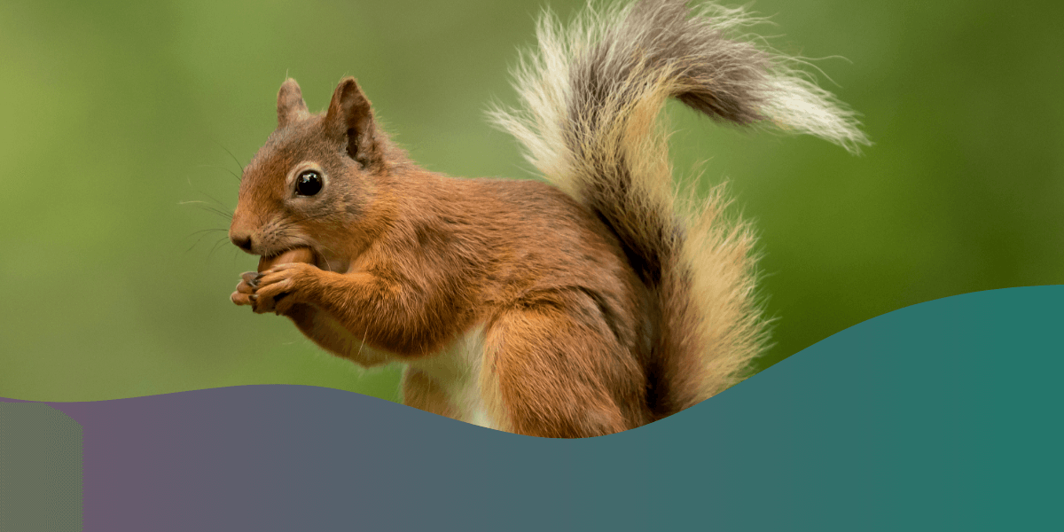 How to keep squirrels off of bird feeders