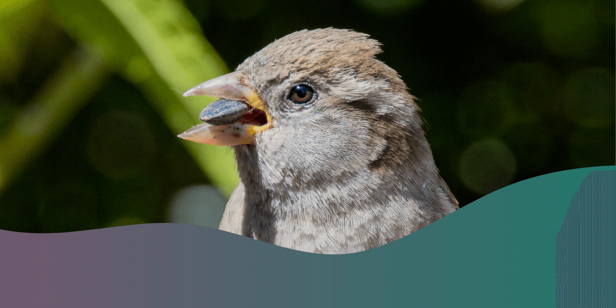 What you should put in your bird feeder