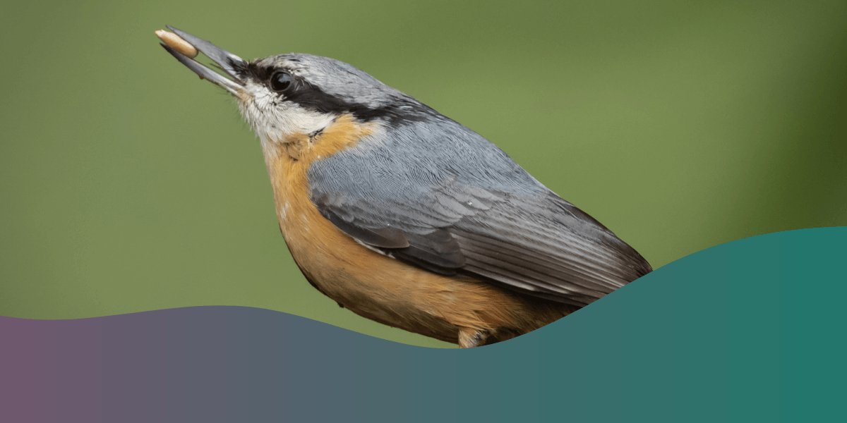 Reasons why you should clean your bird feeder