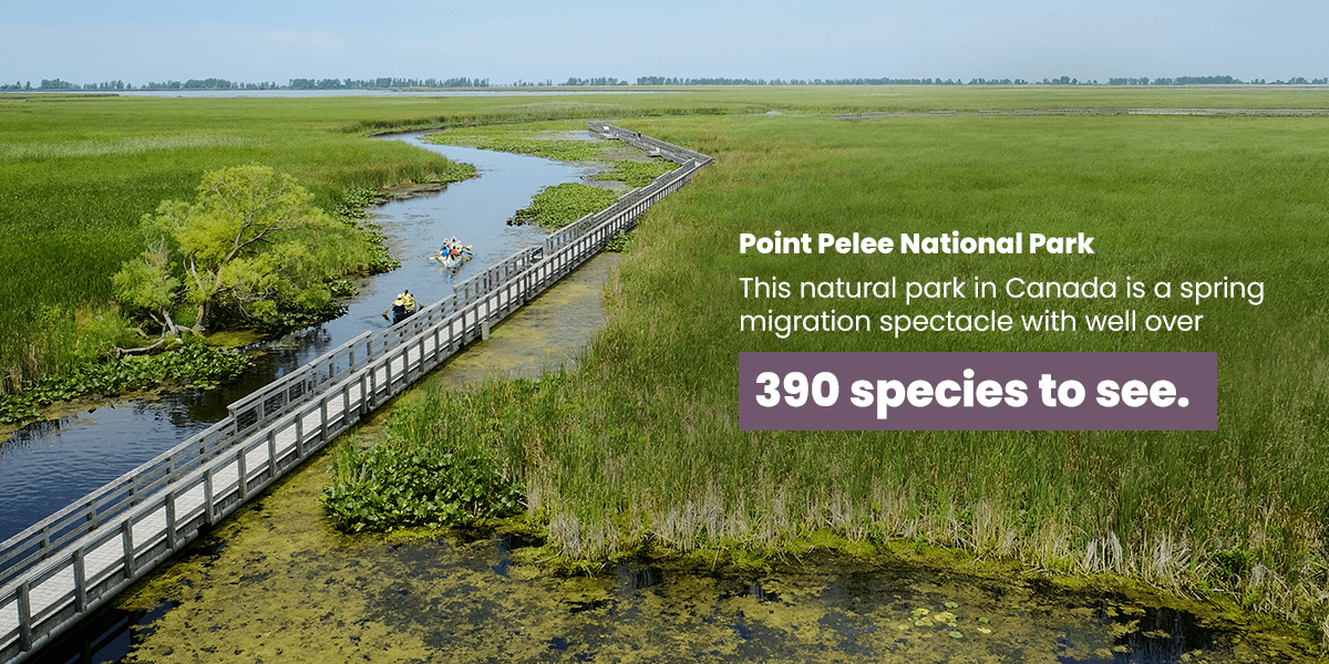 Point Pelee National Park has well over 390 species to see