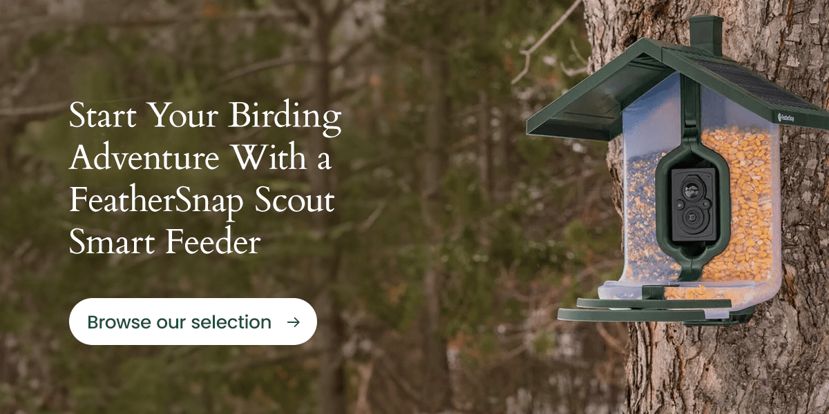 Start your birding adventure with a FeatherSnap Scout smart feeder