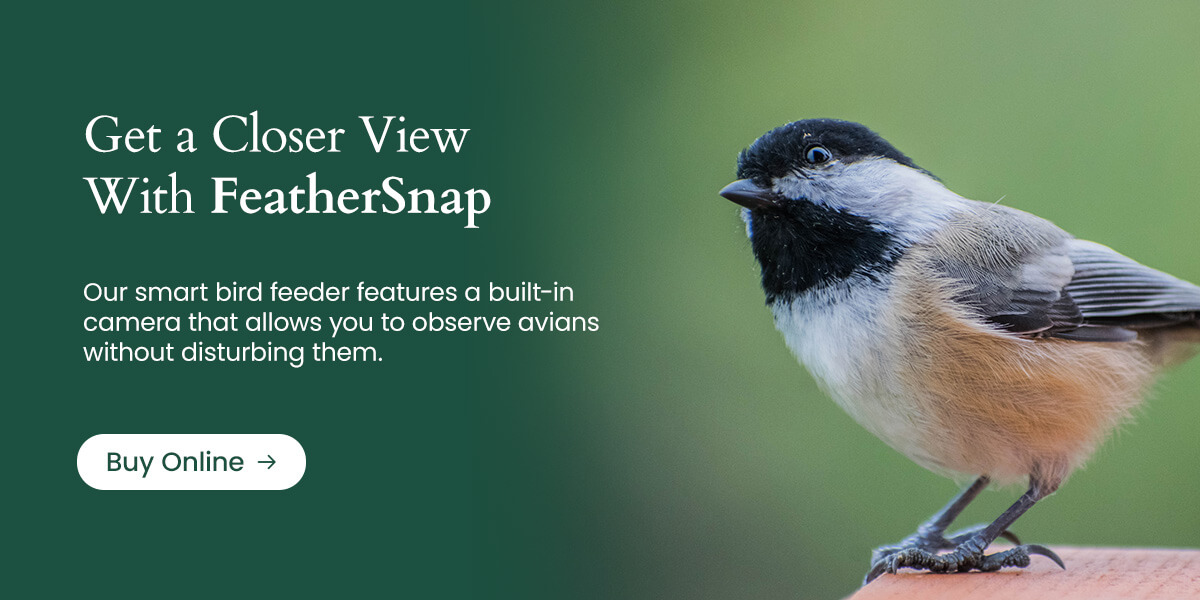 Our smart bird feeder features a built-in camera, allowing you to observe avians without disturbing them